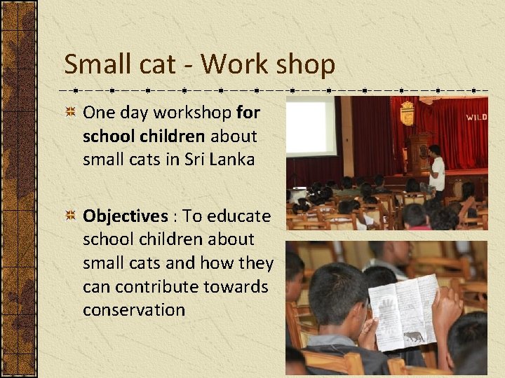 Small cat - Work shop One day workshop for school children about small cats