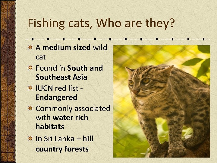 Fishing cats, Who are they? A medium sized wild cat Found in South and