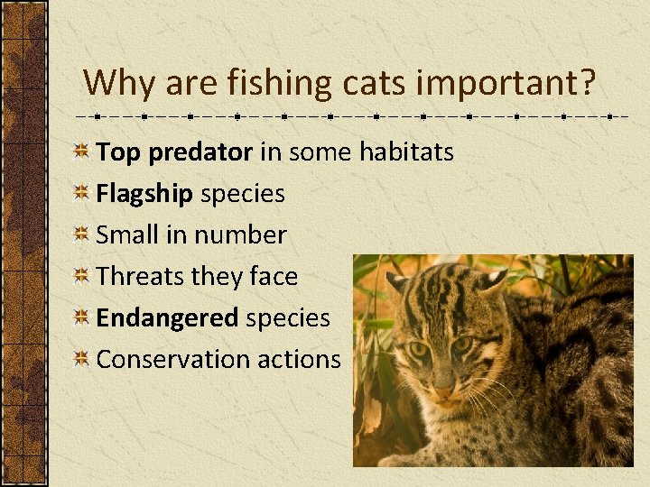 Why are fishing cats important? Top predator in some habitats Flagship species Small in