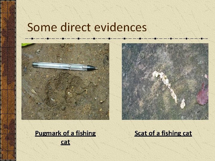 Some direct evidences Pugmark of a fishing cat Scat of a fishing cat 