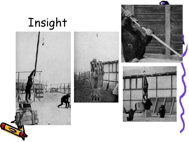 Insight 