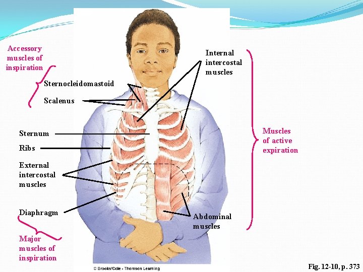 Accessory muscles of inspiration Internal intercostal muscles Sternocleidomastoid Scalenus Muscles of active expiration Sternum Accessory muscles of inspiration Internal intercostal muscles Sternocleidomastoid Scalenus Muscles of active expiration Sternum