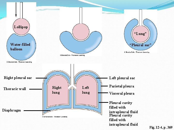 Lollipop “Lung” Water-filled balloon “Pleural sac” Right pleural sac Thoracic wall Diaphragm Left pleural Lollipop “Lung” Water-filled balloon “Pleural sac” Right pleural sac Thoracic wall Diaphragm Left pleural
