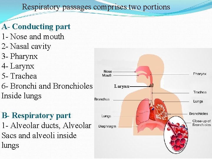 Respiratory passages comprises two portions A- Conducting part 1 - Nose and mouth 2 Respiratory passages comprises two portions A- Conducting part 1 - Nose and mouth 2