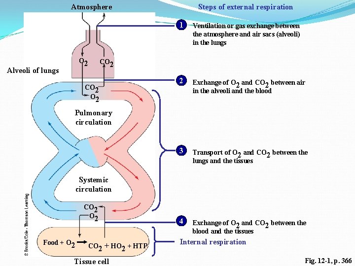 Atmosphere O 2 Alveoli of lungs Steps of external respiration 1 Ventilation or gas Atmosphere O 2 Alveoli of lungs Steps of external respiration 1 Ventilation or gas