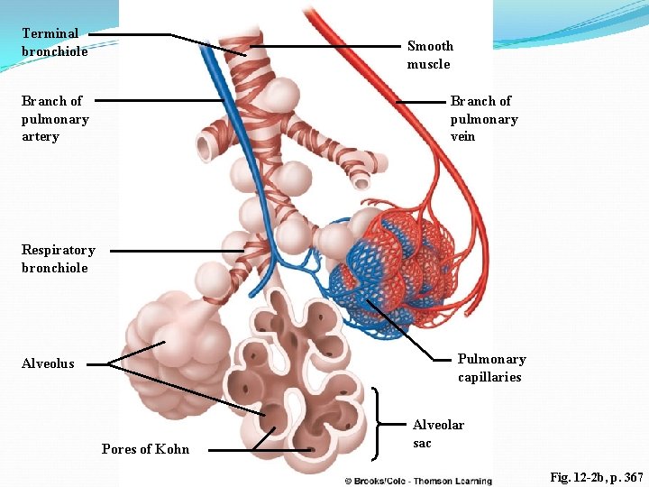 Terminal bronchiole Smooth muscle Branch of pulmonary artery Branch of pulmonary vein Respiratory bronchiole Terminal bronchiole Smooth muscle Branch of pulmonary artery Branch of pulmonary vein Respiratory bronchiole