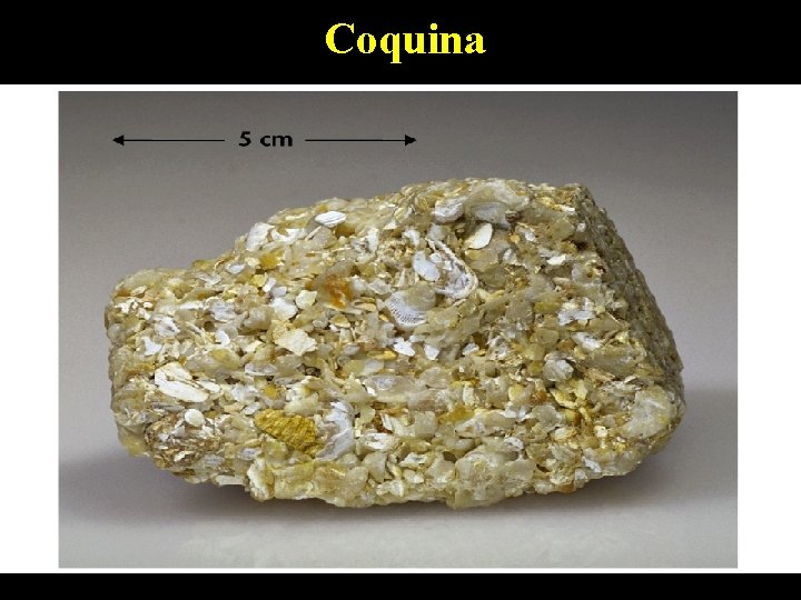 Coquina 