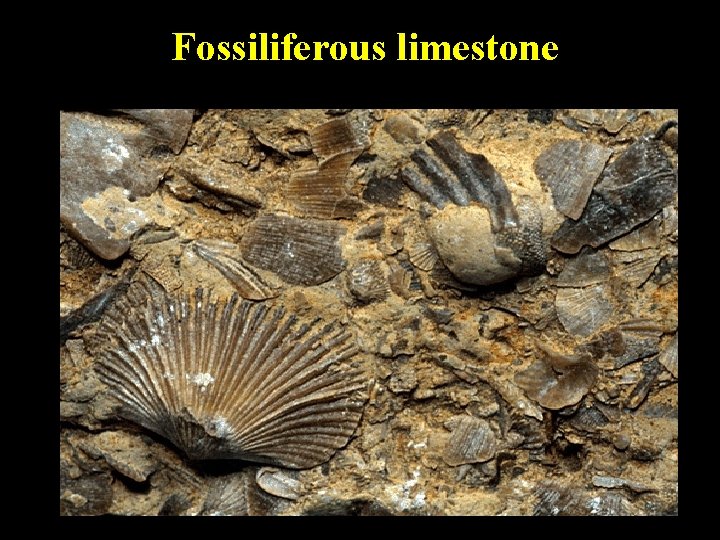 Fossiliferous limestone Note shells and lime matrix 