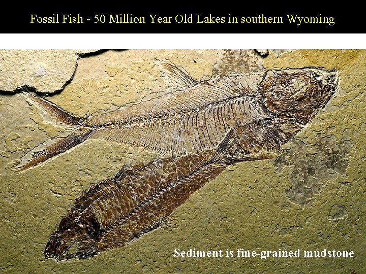 Fossil Fish - 50 Million Year Old Lakes in southern Wyoming Sediment is fine-grained