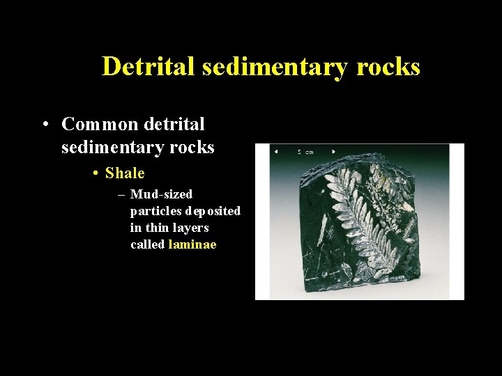 Detrital sedimentary rocks • Common detrital sedimentary rocks • Shale – Mud-sized particles deposited