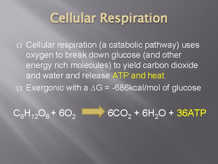 Cellular Respiration � � Cellular respiration (a catabolic pathway) uses oxygen to break down Cellular Respiration � � Cellular respiration (a catabolic pathway) uses oxygen to break down