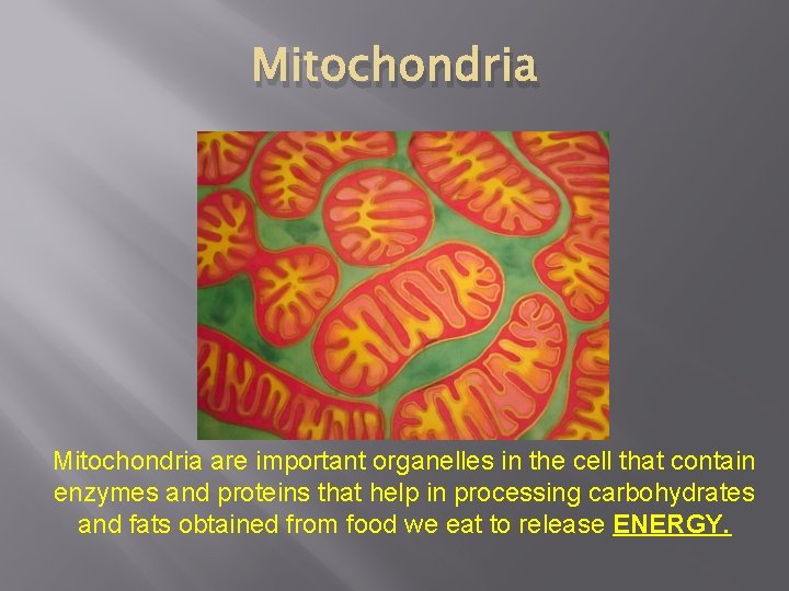 Mitochondria are important organelles in the cell that contain enzymes and proteins that help Mitochondria are important organelles in the cell that contain enzymes and proteins that help