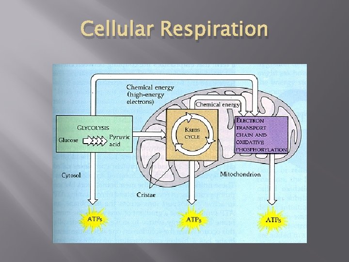 Cellular Respiration Cellular Respiration