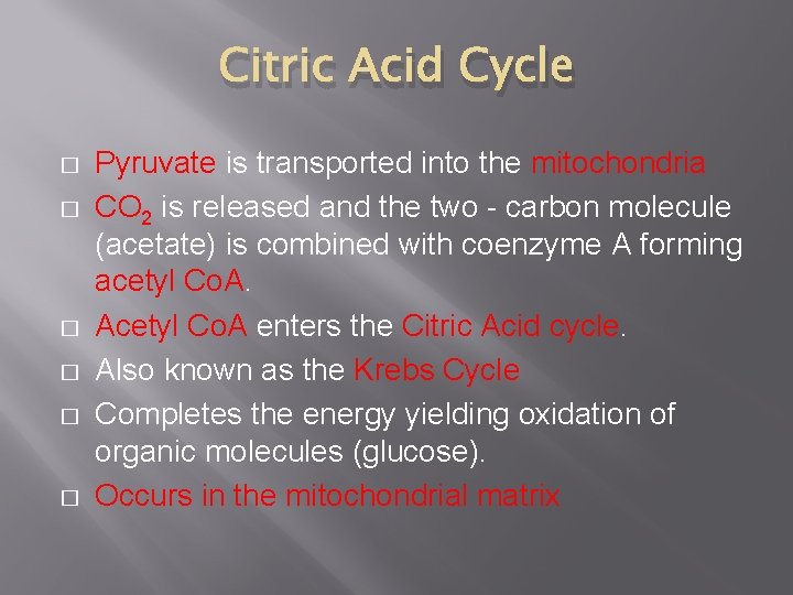 Citric Acid Cycle � � � Pyruvate is transported into the mitochondria CO 2 Citric Acid Cycle � � � Pyruvate is transported into the mitochondria CO 2