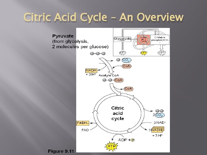 Citric Acid Cycle – An Overview Citric Acid Cycle – An Overview