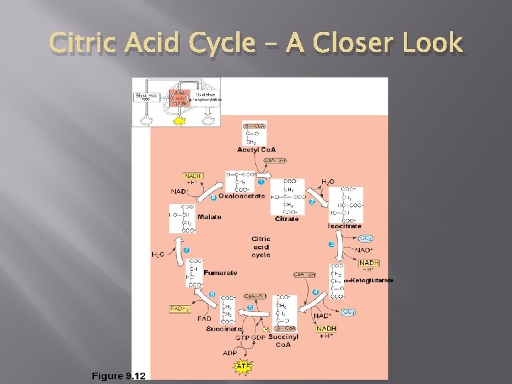 Citric Acid Cycle – A Closer Look Citric Acid Cycle – A Closer Look