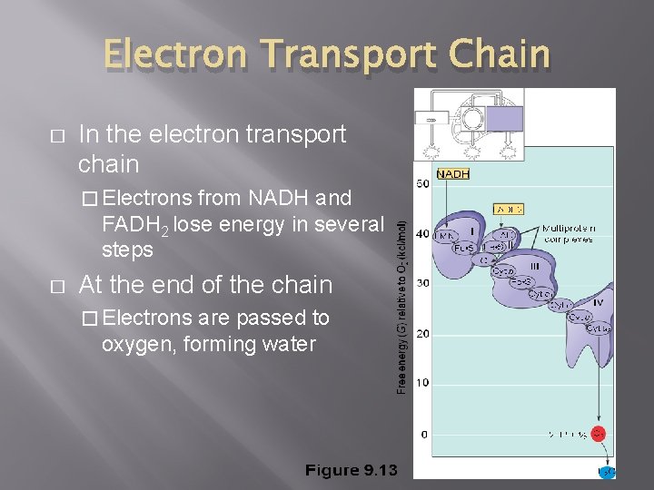 Electron Transport Chain � In the electron transport chain � Electrons from NADH and Electron Transport Chain � In the electron transport chain � Electrons from NADH and