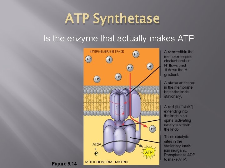 ATP Synthetase Is the enzyme that actually makes ATP ATP Synthetase Is the enzyme that actually makes ATP