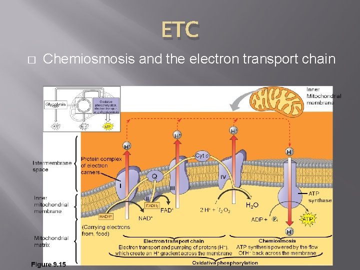 ETC � Chemiosmosis and the electron transport chain ETC � Chemiosmosis and the electron transport chain
