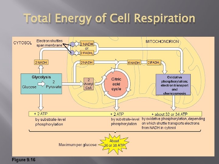 Total Energy of Cell Respiration Total Energy of Cell Respiration