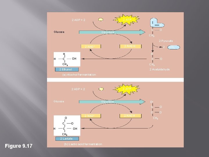 2 ADP + 2 Glucose P 1 2 ATP Glycolysis O – C O 2 ADP + 2 Glucose P 1 2 ATP Glycolysis O – C O