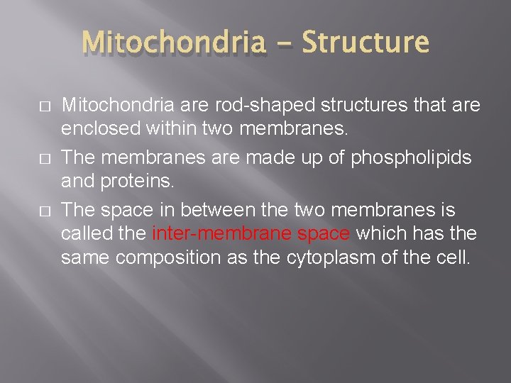 Mitochondria � � � Mitochondria are rod-shaped structures that are enclosed within two membranes. Mitochondria � � � Mitochondria are rod-shaped structures that are enclosed within two membranes.