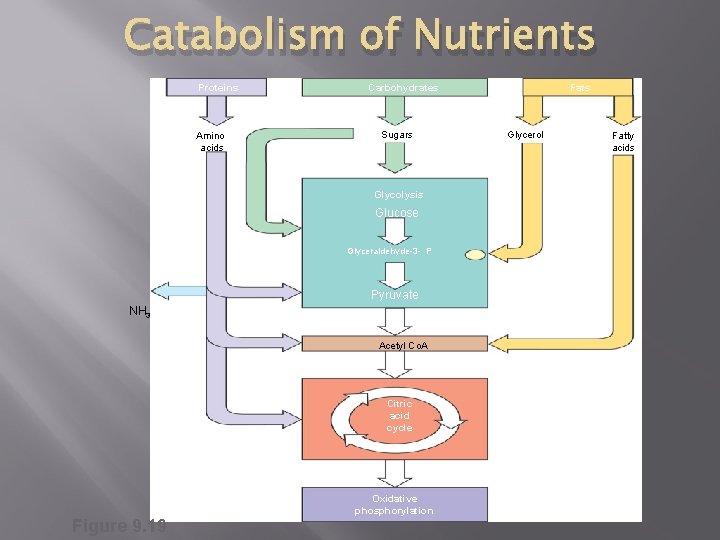 Catabolism of Nutrients Proteins Amino acids Carbohydrates Sugars Glycolysis Glucose Glyceraldehyde-3 - P Pyruvate Catabolism of Nutrients Proteins Amino acids Carbohydrates Sugars Glycolysis Glucose Glyceraldehyde-3 - P Pyruvate