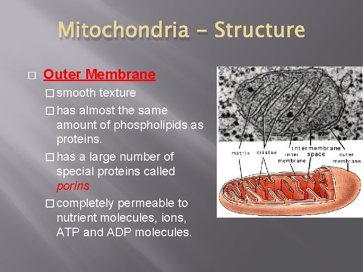 Mitochondria � Outer Membrane � smooth texture � has almost the same amount of Mitochondria � Outer Membrane � smooth texture � has almost the same amount of
