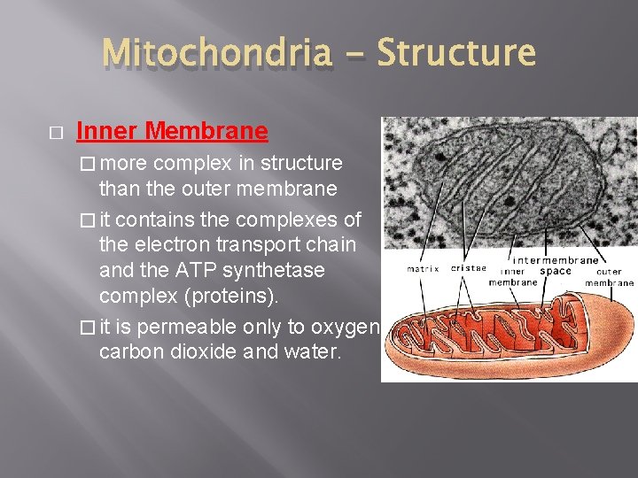 Mitochondria � Inner Membrane � more complex in structure than the outer membrane � Mitochondria � Inner Membrane � more complex in structure than the outer membrane �