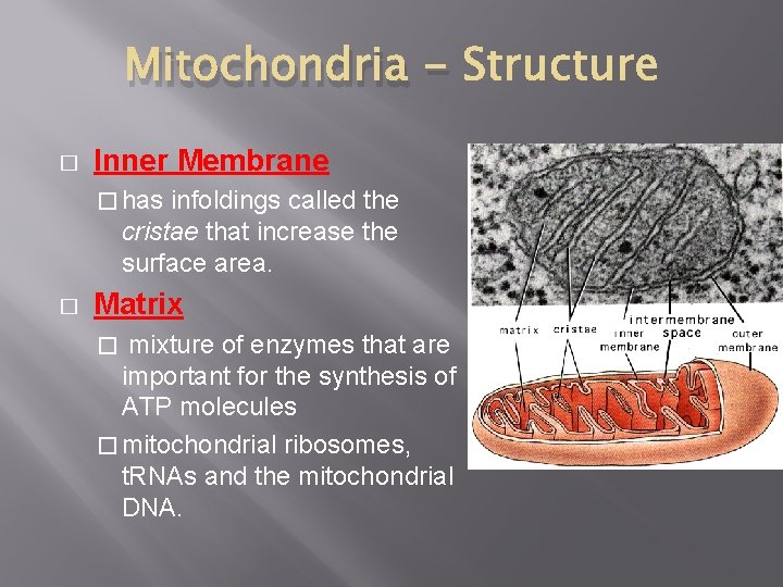 Mitochondria � Inner Membrane � has infoldings called the cristae that increase the surface Mitochondria � Inner Membrane � has infoldings called the cristae that increase the surface