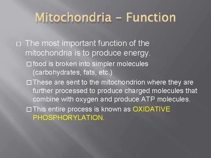 Mitochondria � The most important function of the mitochondria is to produce energy. � Mitochondria � The most important function of the mitochondria is to produce energy. �
