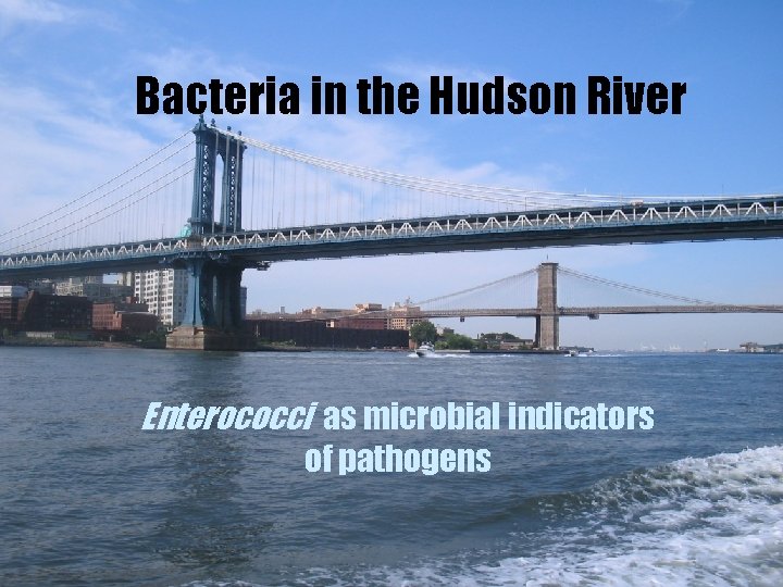 Bacteria in the Hudson River Enterococci as microbial indicators of pathogens 