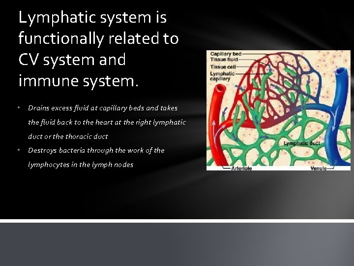 Lymphatic system is functionally related to CV system and immune system. • Drains excess