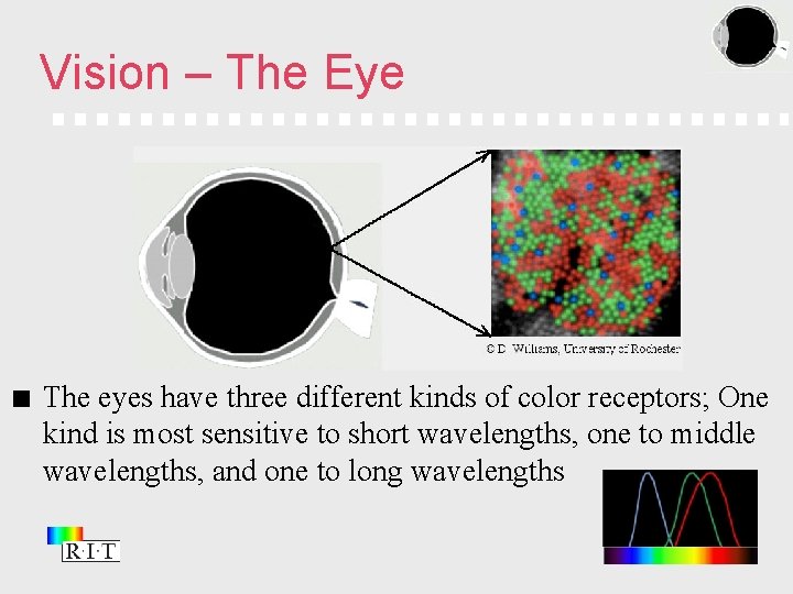 Vision – The Eye The eyes have three different kinds of color receptors; One