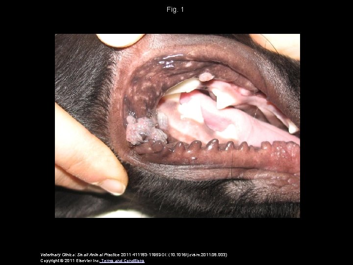 Fig. 1 Veterinary Clinics: Small Animal Practice 2011 411183 -1195 DOI: (10. 1016/j. cvsm.