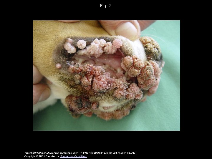 Fig. 2 Veterinary Clinics: Small Animal Practice 2011 411183 -1195 DOI: (10. 1016/j. cvsm.