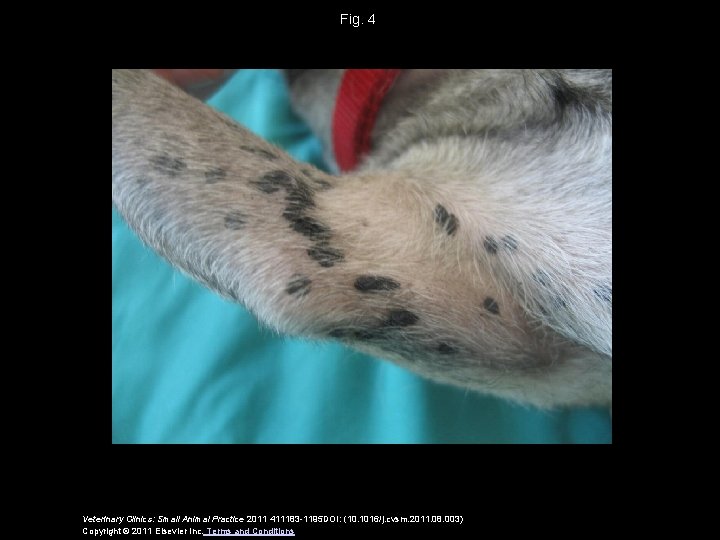 Fig. 4 Veterinary Clinics: Small Animal Practice 2011 411183 -1195 DOI: (10. 1016/j. cvsm.