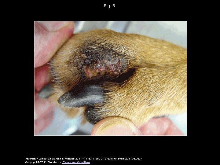 Fig. 5 Veterinary Clinics: Small Animal Practice 2011 411183 -1195 DOI: (10. 1016/j. cvsm.