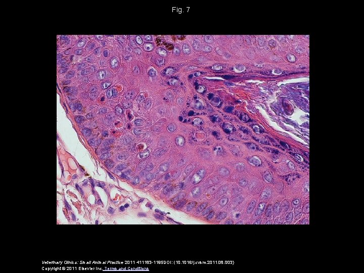 Fig. 7 Veterinary Clinics: Small Animal Practice 2011 411183 -1195 DOI: (10. 1016/j. cvsm.