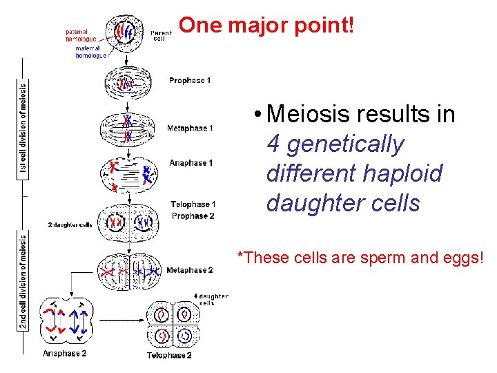 One major point! • Meiosis results in 4 genetically different haploid daughter cells *These