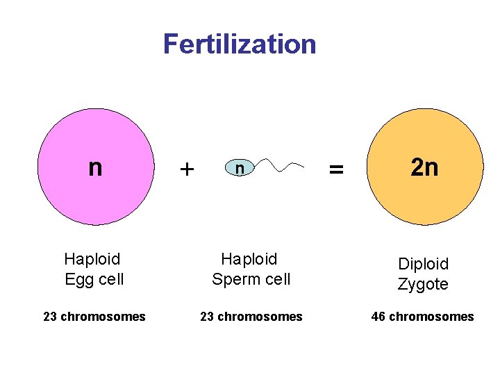 Fertilization n + n = 2 n Haploid Egg cell Haploid Sperm cell Diploid