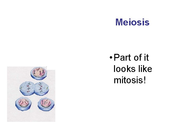 Meiosis • Part of it looks like mitosis! 