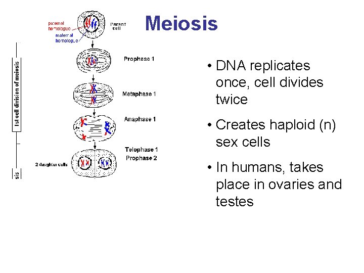 Meiosis • DNA replicates once, cell divides twice • Creates haploid (n) sex cells