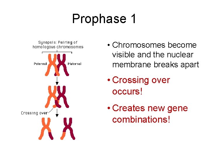 Prophase 1 • Chromosomes become visible and the nuclear membrane breaks apart • Crossing