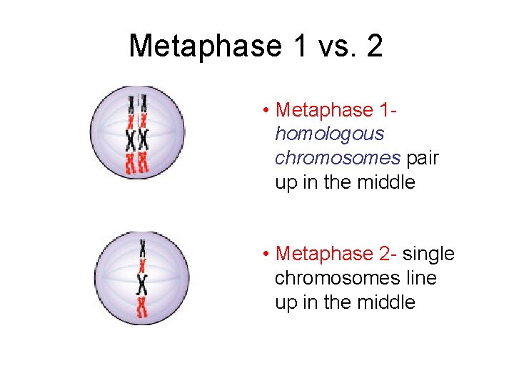 Metaphase 1 vs. 2 • Metaphase 1 homologous chromosomes pair up in the middle