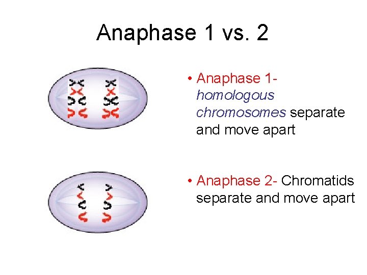 Anaphase 1 vs. 2 • Anaphase 1 homologous chromosomes separate and move apart •