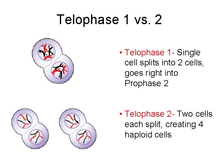 Telophase 1 vs. 2 • Telophase 1 - Single cell splits into 2 cells,