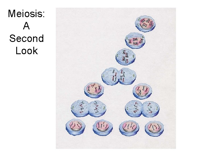 Meiosis: A Second Look 