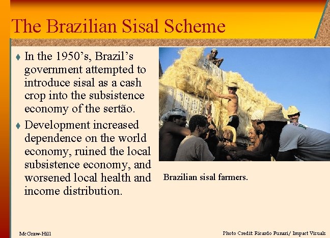 The Brazilian Sisal Scheme In the 1950’s, Brazil’s government attempted to introduce sisal as