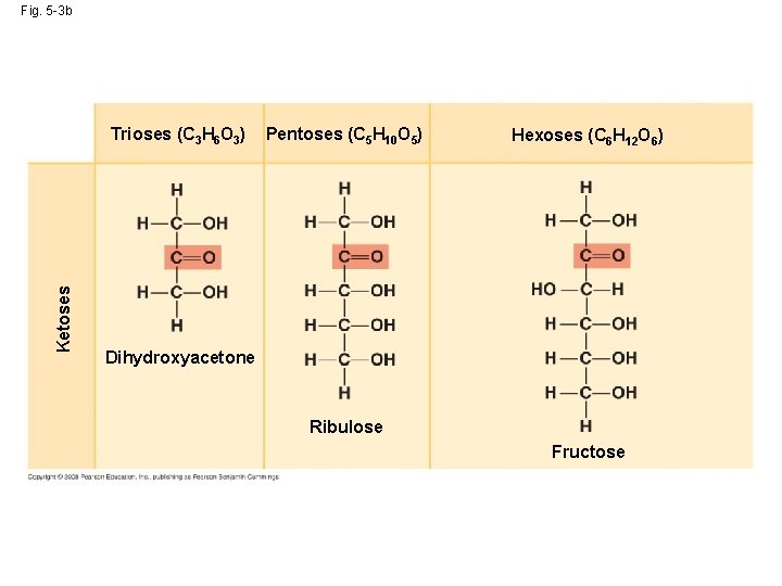 Fig. 5 -3 b Ketoses Trioses (C 3 H 6 O 3) Pentoses (C